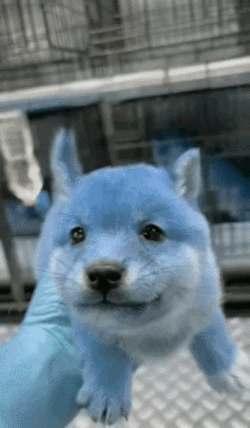 A GIF of a hand holding a blue puppy as the puppy looks around